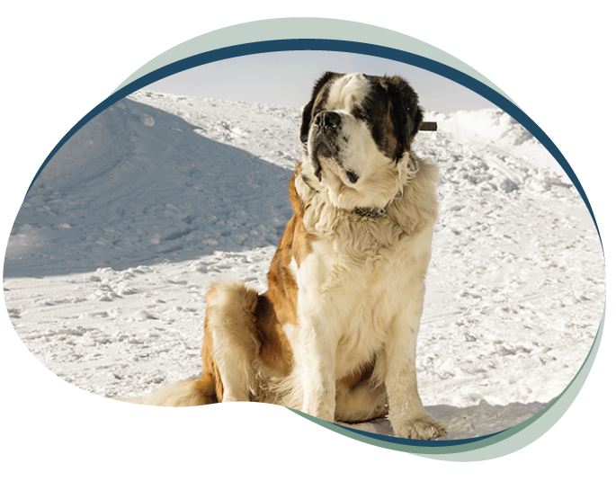 McCarthy Pet Chiro Dog Mccarthys Pet Chiro Image 2
